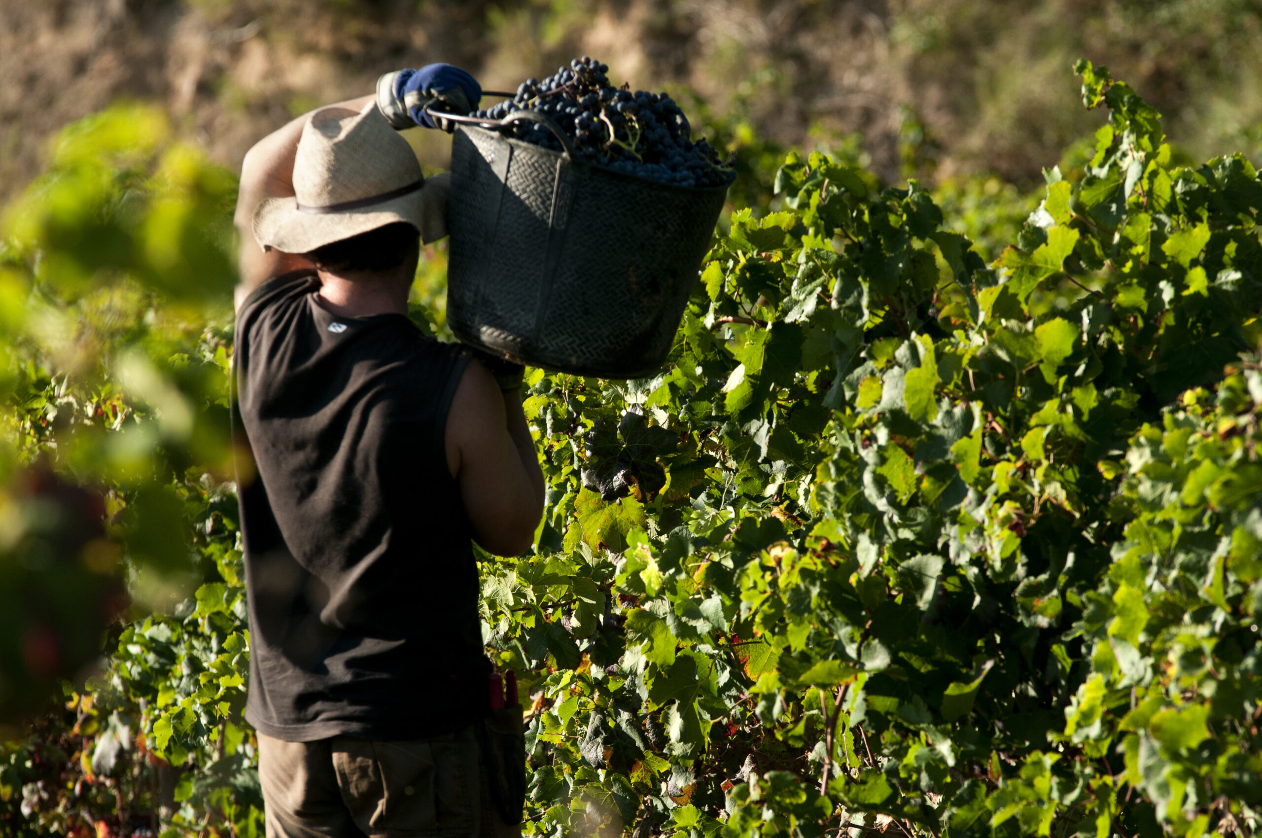 Ya disponible el folleto informativo para agricultores elaborado por ASPA